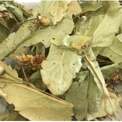 Tilleul de Carpentras BIO